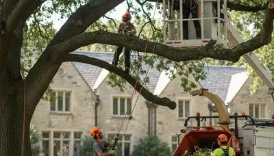 Professional tree pruning service in Saint Louis, MO for healthy trees and property safety