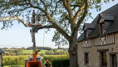 Tree service crew trimming a tree in Saint Louis, MO for safe, professional maintenance