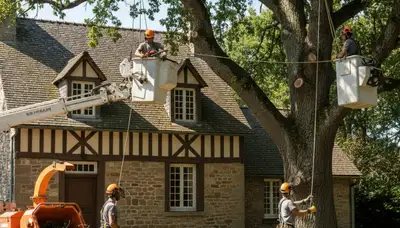 Tree service crew trimming tree branches in Saint Louis, MO for safe, professional tree care