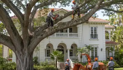 Tree service crew in Saint Louis, MO trimming trees for safe, professional property care
