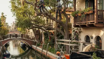 Tree service crew trimming trees in Saint Louis, MO for safe, professional property care