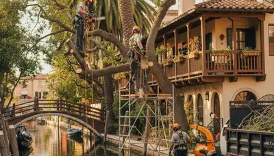 Tree service crew trimming trees in Saint Louis, MO for safe, professional property care
