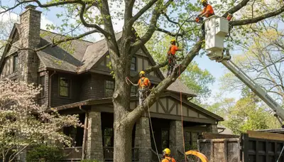 Tree service crew trimming trees in Saint Louis, MO for safe, professional property care