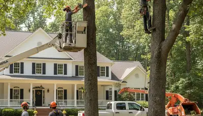 Tree service crew in Saint Louis, MO performing professional tree trimming and removal work
