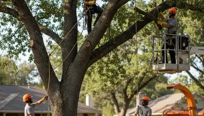 Saint Louis, MO tree trimming crew pruning trees for safer, healthier curb appeal